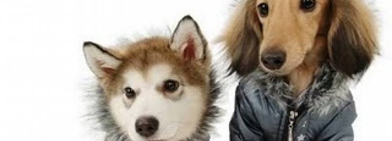 Prefeitura lança a 1ª Campanha de Proteção aos Animais no Inverno
